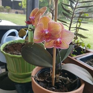 Meet your Posher, Bonnie